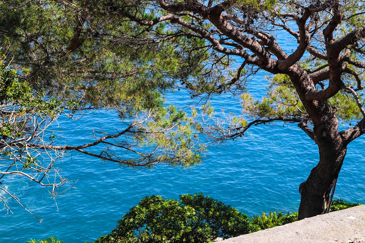 Coastal pines leaning over the bright Mediterranean